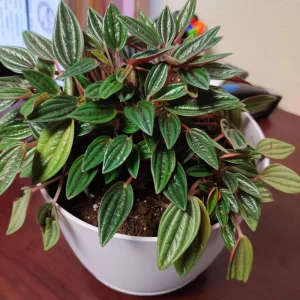 Red Peperomia Live Plant - 4-7 inches Tall, 4 inch Pot, Indoor Houseplant - Image 5