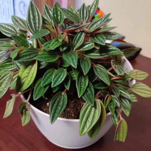 Red Peperomia Live Plant - 4-7 inches Tall, 4 inch Pot, Indoor Houseplant - Image 5