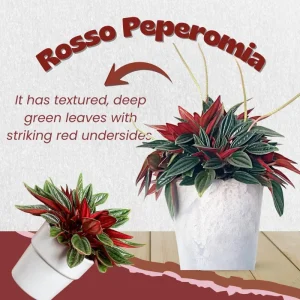 Red Peperomia Live Plant - 4-7 inches Tall, 4 inch Pot, Indoor Houseplant - Image 6