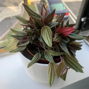 Red Peperomia Live Plant - 4-7 inches Tall, 4 inch Pot, Indoor Houseplant - Image 7