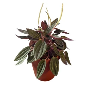 Red Peperomia Live Plant - 4-7 inches Tall, 4 inch Pot, Indoor Houseplant - Image 1