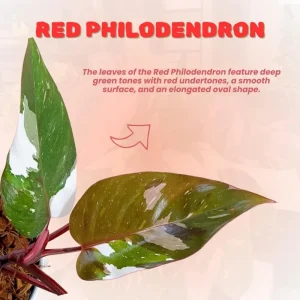 Red Philodendron Live Plant – 4 Inch Pot – Rare Indoor Houseplant - Image 2