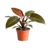 Red Philodendron Live Plant – 4 Inch Pot – Rare Indoor Houseplant - Image 1