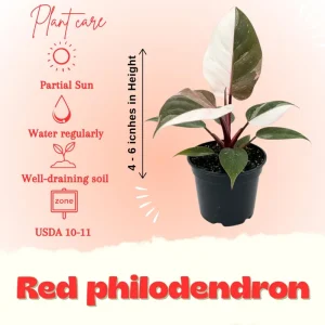 Red Philodendron Live Plant – 4 Inch Pot – Rare Indoor Houseplant - Image 3
