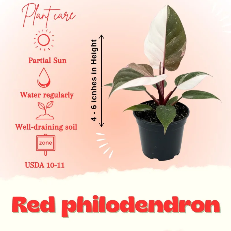Red Philodendron Live Plant – 4 Inch Pot – Rare Indoor Houseplant - Image 3