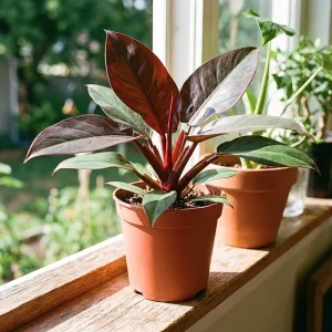 Red Philodendron Live Plant – 4 Inch Pot – Rare Indoor Houseplant - Image 4