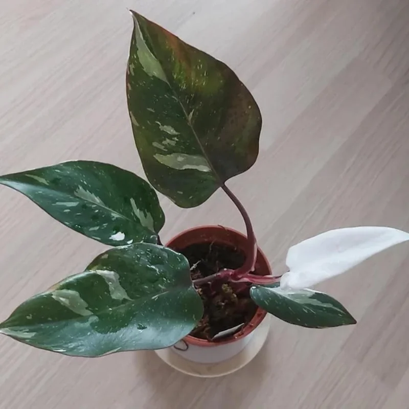 Red Philodendron Live Plant – 4 Inch Pot – Rare Indoor Houseplant - Image 4