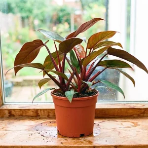 Red Philodendron Live Plant – 4 Inch Pot – Rare Indoor Houseplant - Image 5
