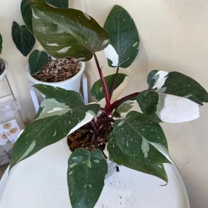 Red Philodendron Live Plant – 4 Inch Pot – Rare Indoor Houseplant - Image 6