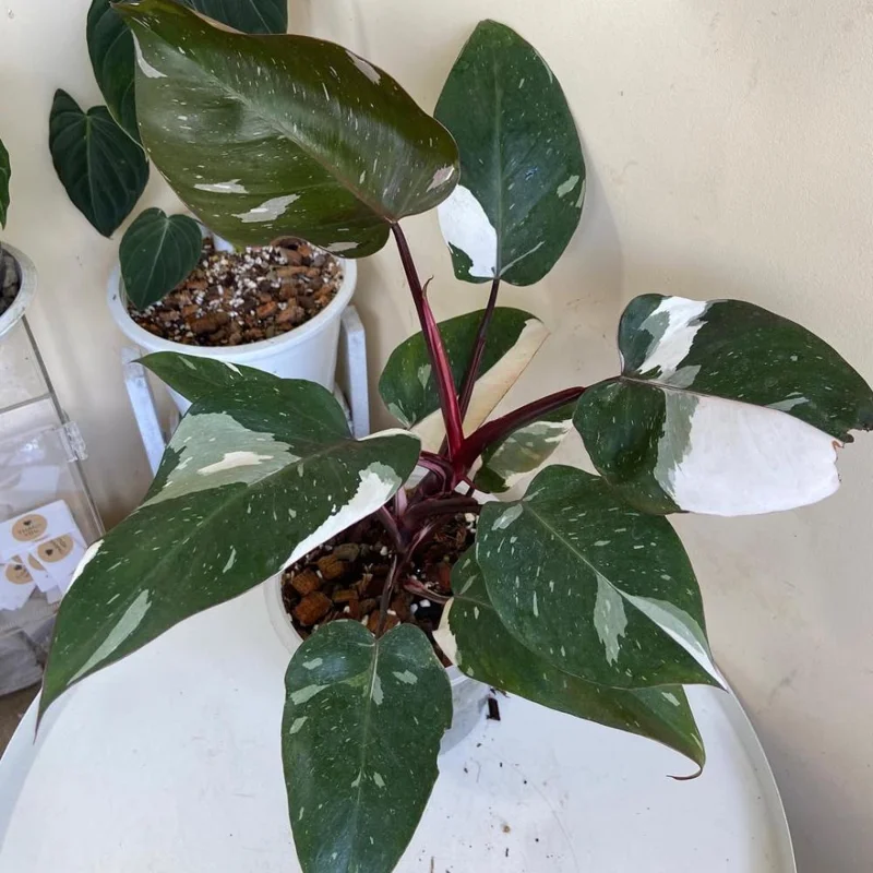 Red Philodendron Live Plant – 4 Inch Pot – Rare Indoor Houseplant - Image 6