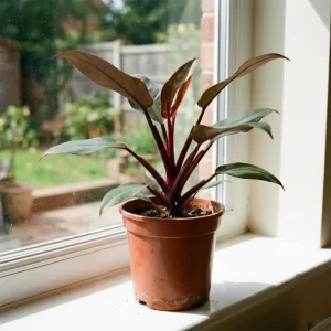 Red Philodendron Live Plant – 4 Inch Pot – Rare Indoor Houseplant - Image 6