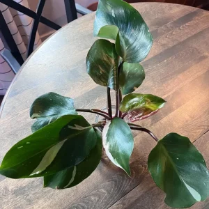 Red Philodendron Live Plant – 4 Inch Pot – Rare Indoor Houseplant - Image 7