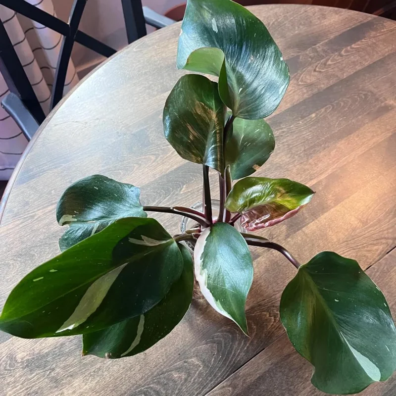 Red Philodendron Live Plant – 4 Inch Pot – Rare Indoor Houseplant - Image 7