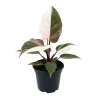 Red Philodendron Live Plant – 4 Inch Pot – Rare Indoor Houseplant - Image 1