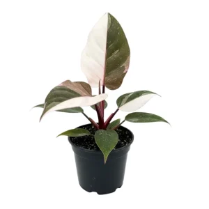 Red Philodendron Live Plant – 4 Inch Pot – Rare Indoor Houseplant - Image 1