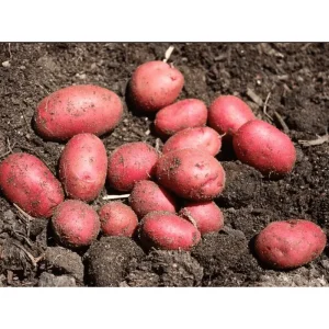 Red Potato Seeds - Heirloom Vegetable Seeds for Growing, 60 True Potato Seeds - Image 3