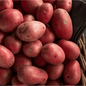 Red Potato Seeds - Heirloom Vegetable Seeds for Growing, 60 True Potato Seeds - Image 6