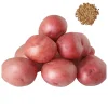 Red Potato Seeds - Heirloom Vegetable Seeds for Growing, 60 True Potato Seeds - Image 1
