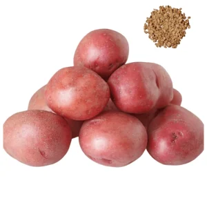 Red Potato Seeds - Heirloom Vegetable Seeds for Growing