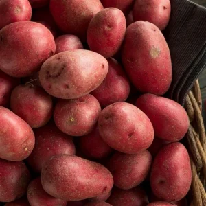 Red Potato & Sweet Potato Vine Live Plants - Garden & Culinary - Image 5