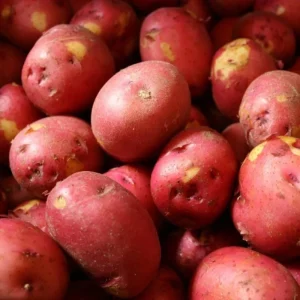 Red Potato & Sweet Potato Vine Live Plants - Garden & Culinary - Image 6