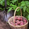 Red Potato Vine Live Plant - Culinary Sweet Potato, Ornamental, 4 Fresh Baby Red Potatoes - Image 1