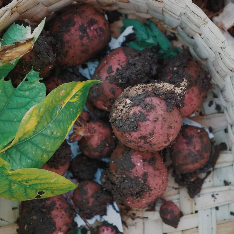 Red Potato Vine Live Plant - Edible & Ornamental Potato, 1 Pound - Image 2