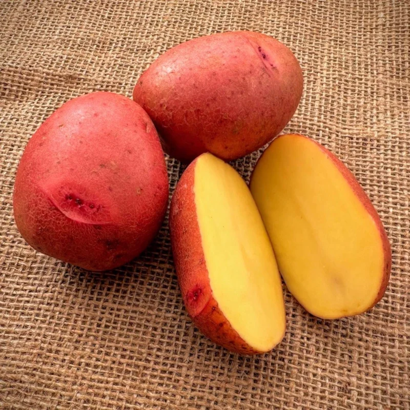 Red Potato Vine Live Plant - Edible & Ornamental Potato, 1 Pound - Image 3