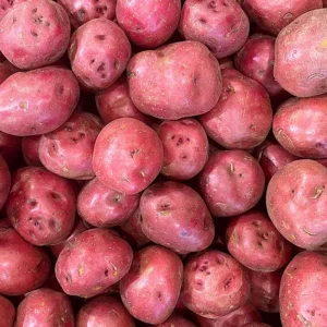 Red Potato Vine Live Plant - Edible & Ornamental Potato, 1 Pound - Image 4