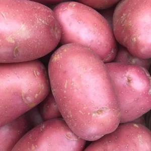 Red Potato Vine Live Plant - Edible & Ornamental Potato, 1 Pound - Image 5