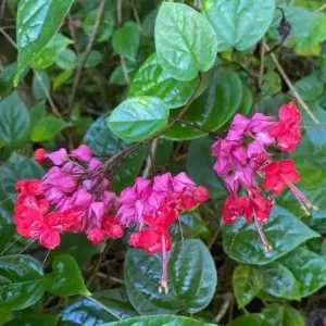 Red Purple Bleeding Heart Live Plant – Outdoor Perennial – 4 to 6 Inch Tall - Image 2