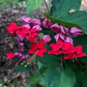 Red Purple Bleeding Heart Live Plant – Outdoor Perennial – 4 to 6 Inch Tall - Image 3