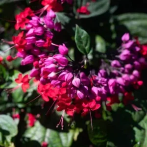 Red Purple Bleeding Heart Live Plant – Outdoor Perennial – 4 to 6 Inch Tall - Image 4