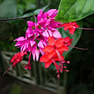 Red Purple Bleeding Heart Live Plant – Outdoor Perennial – 4 to 6 Inch Tall - Image 1