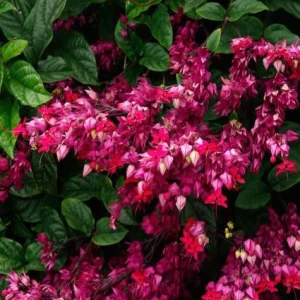 Red Purple Bleeding Heart Live Plant – Outdoor Perennial – 4 to 6 Inch Tall - Image 5