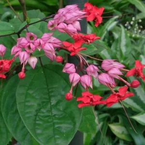 Red Purple Bleeding Heart Live Plant – Outdoor Perennial – 4 to 6 Inch Tall - Image 6