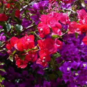 Red Purple Bougainvillea Live Plant – 4 Inch Pot – Tropical Flowering Vine - Image 2