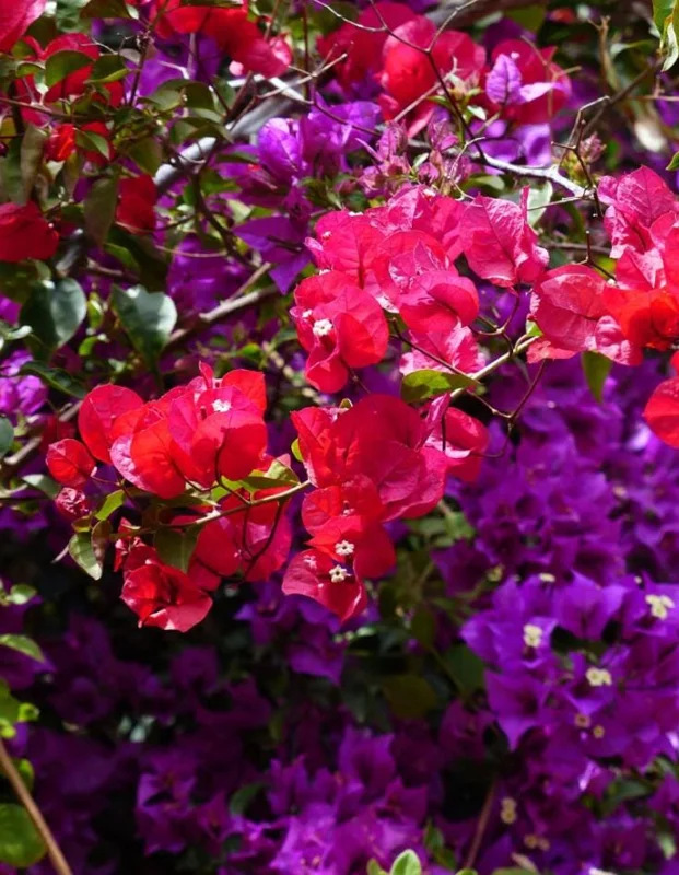 Red Purple Bougainvillea Live Plant – 4 Inch Pot – Tropical Flowering Vine - Image 2