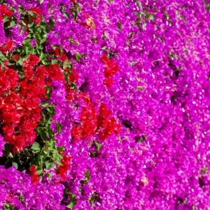 Red Purple Bougainvillea Live Plant – 4 Inch Pot – Tropical Flowering Vine - Image 3