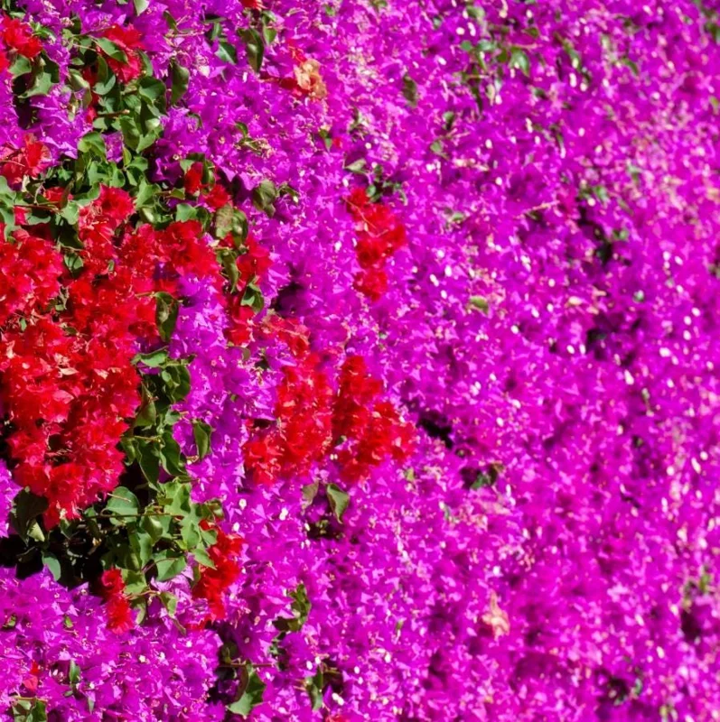 Red Purple Bougainvillea Live Plant – 4 Inch Pot – Tropical Flowering Vine - Image 3