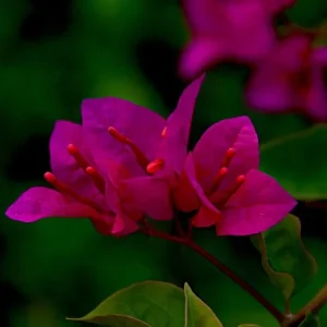 Red Purple Bougainvillea Live Plant – 4 Inch Pot – Tropical Flowering Vine - Image 4