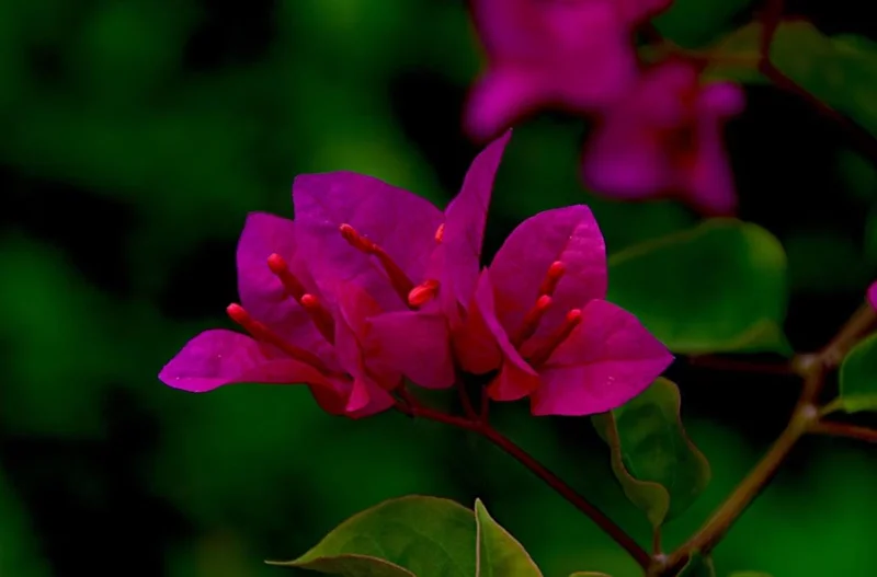 Red Purple Bougainvillea Live Plant – 4 Inch Pot – Tropical Flowering Vine - Image 4