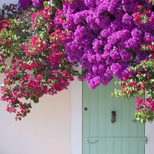 Red Purple Bougainvillea Live Plant – 4 Inch Pot – Tropical Flowering Vine - Image 1