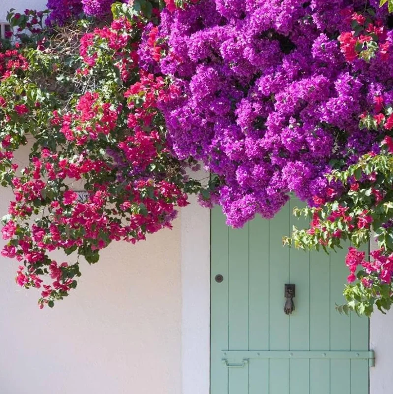 Red Purple Bougainvillea Live Plant – 4 Inch Pot – Tropical Flowering Vine - Image 1