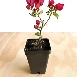 Red Purple Bougainvillea Live Plant – 4 Inch Pot – Tropical Flowering Vine - Image 5