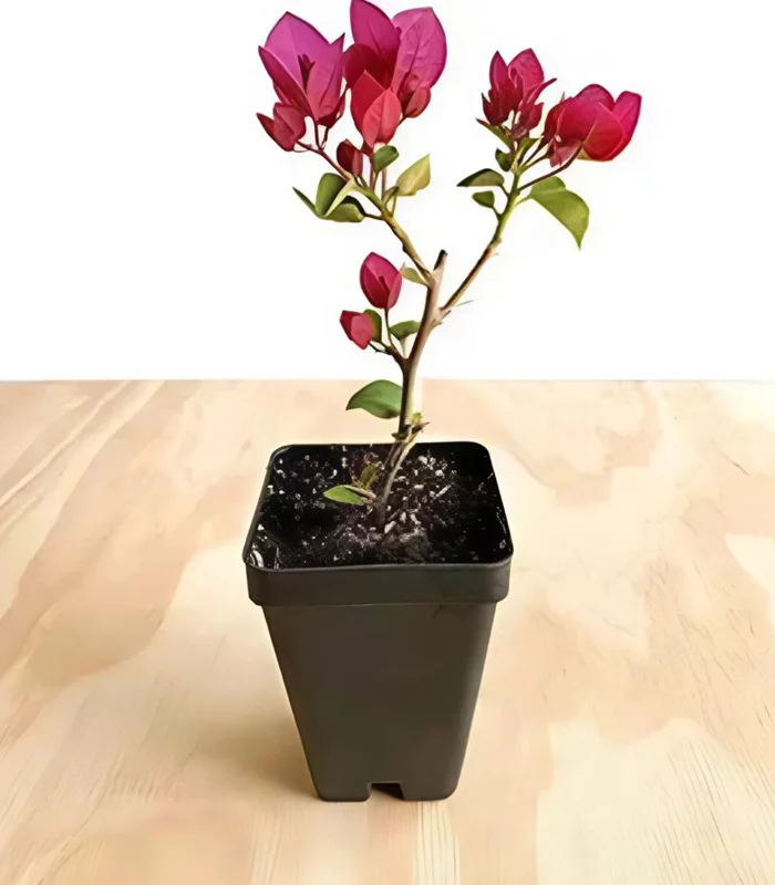 Red Purple Bougainvillea Live Plant – 4 Inch Pot – Tropical Flowering Vine - Image 5