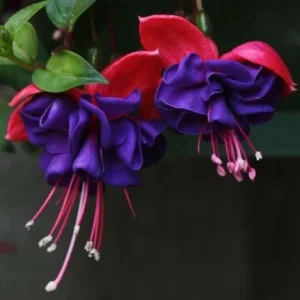 Red Purple Fuchsia Live Plant - Hardy Trailing Flower for Hanging Baskets, 4-6 Inch Tall - Image 2