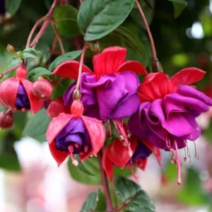 Red Purple Fuchsia Live Plant - Hardy Trailing Flower for Hanging Baskets, 4-6 Inch Tall - Image 4