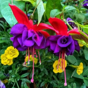 Red Purple Fuchsia Live Plant - Hardy Trailing Flower for Hanging Baskets, 4-6 Inch Tall - Image 5