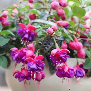 Red Purple Fuchsia Live Plant - Hardy Trailing Flower for Hanging Baskets, 4-6 Inch Tall - Image 6